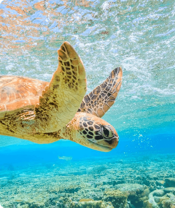 Aquarium Background